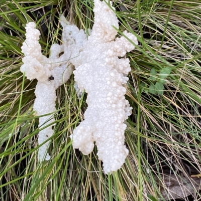 Mucilago crustacea (Dog Sick Slime Mould) at Mount Jerrabomberra QP - 23 Oct 2022 by Steve_Bok