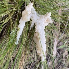 Mucilago crustacea at Jerrabomberra, NSW - 23 Oct 2022