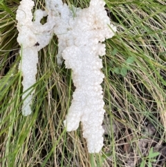 Mucilago crustacea at Jerrabomberra, NSW - 23 Oct 2022