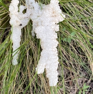 Mucilago crustacea at Jerrabomberra, NSW - 23 Oct 2022