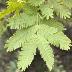 Acacia baileyana (Cootamundra Wattle, Golden Mimosa) at Mount Jerrabomberra - 23 Oct 2022 by Steve_Bok