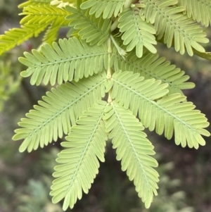 Acacia baileyana at Jerrabomberra, NSW - 23 Oct 2022