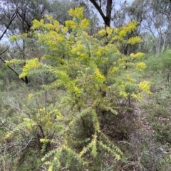 Acacia baileyana at Jerrabomberra, NSW - 23 Oct 2022