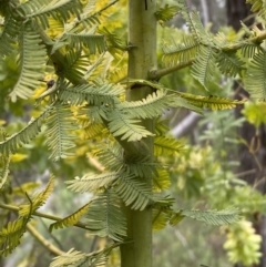 Acacia baileyana at Jerrabomberra, NSW - 23 Oct 2022