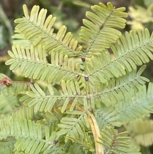 Acacia baileyana at Jerrabomberra, NSW - 23 Oct 2022