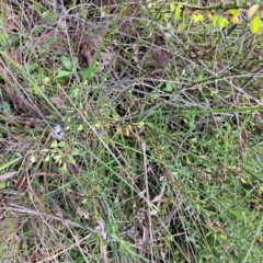 Daviesia genistifolia at Hackett, ACT - 23 Oct 2022 04:54 PM