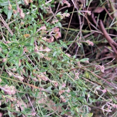 Gonocarpus tetragynus (Common Raspwort) at Hackett, ACT - 23 Oct 2022 by abread111