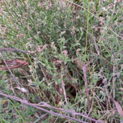 Gonocarpus tetragynus at Hackett, ACT - 23 Oct 2022 04:55 PM