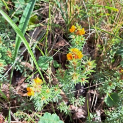 Pultenaea subspicata (Low Bush-pea) at Hackett, ACT - 23 Oct 2022 by abread111