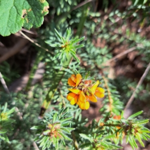 Pultenaea subspicata at Hackett, ACT - 23 Oct 2022 04:59 PM