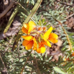 Pultenaea subspicata at Hackett, ACT - 23 Oct 2022