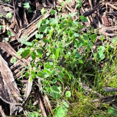 Celtis australis at Hackett, ACT - 23 Oct 2022 05:04 PM