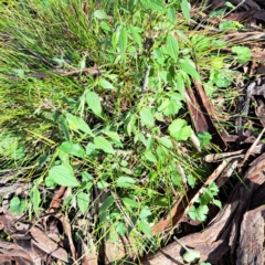 Celtis australis at Hackett, ACT - 23 Oct 2022