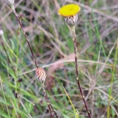 Leptorhynchos squamatus (Scaly Buttons) at Mount Majura - 23 Oct 2022 by abread111