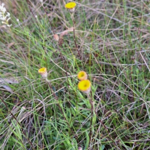 Leptorhynchos squamatus at Hackett, ACT - 23 Oct 2022