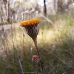 Leptorhynchos squamatus at Hackett, ACT - 23 Oct 2022