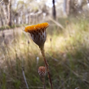 Leptorhynchos squamatus at Hackett, ACT - 23 Oct 2022 05:07 PM