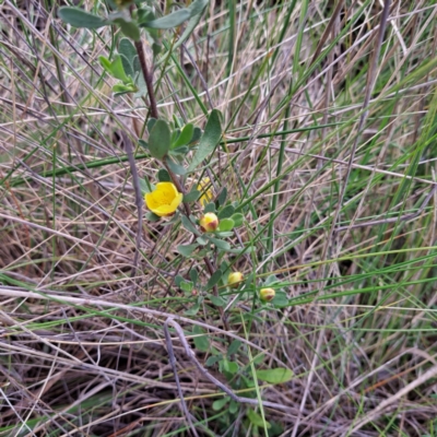 Hibbertia obtusifolia (Grey Guinea-flower) at Mount Majura - 23 Oct 2022 by abread111