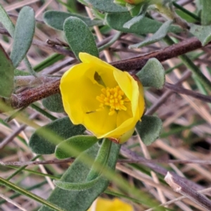 Hibbertia obtusifolia at Hackett, ACT - 23 Oct 2022