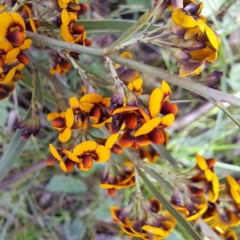 Daviesia leptophylla (Slender Bitter Pea) at Mount Majura - 23 Oct 2022 by abread111