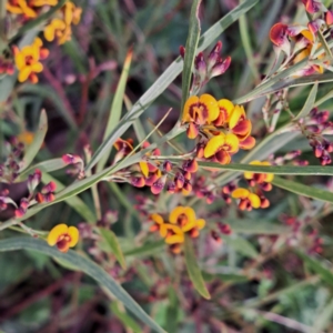 Daviesia leptophylla at Hackett, ACT - 23 Oct 2022 05:15 PM