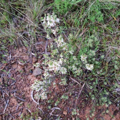 Brachyloma daphnoides (Daphne Heath) at Mount Majura - 23 Oct 2022 by abread111