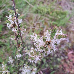 Brachyloma daphnoides at Hackett, ACT - 23 Oct 2022