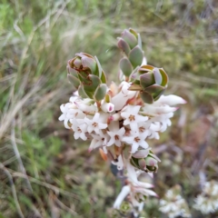 Brachyloma daphnoides at Hackett, ACT - 23 Oct 2022 05:26 PM