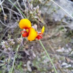 Dillwynia sericea (Egg And Bacon Peas) at Hackett, ACT - 23 Oct 2022 by abread111