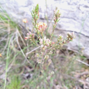 Dillwynia sericea at Hackett, ACT - 23 Oct 2022 05:32 PM