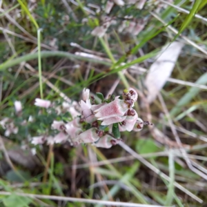 Cryptandra amara at Hackett, ACT - 23 Oct 2022 05:33 PM