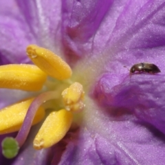 Nitidulidae sp. (family) (Sap beetle) at ANBG - 16 Oct 2022 by TimL