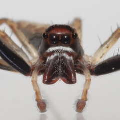 Helpis sp. (genus) (Unidentified Bronze Jumping Spider) at Evatt, ACT - 16 Oct 2022 by TimL