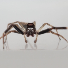 Helpis sp. (genus) at Evatt, ACT - 16 Oct 2022 01:10 PM