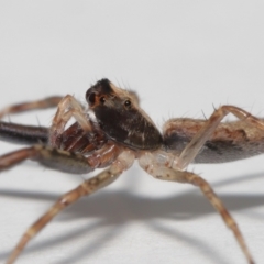 Helpis sp. (genus) at Evatt, ACT - 16 Oct 2022