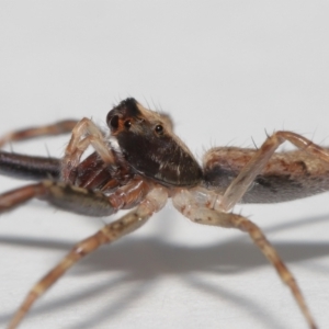 Helpis sp. (genus) at Evatt, ACT - 16 Oct 2022 01:10 PM