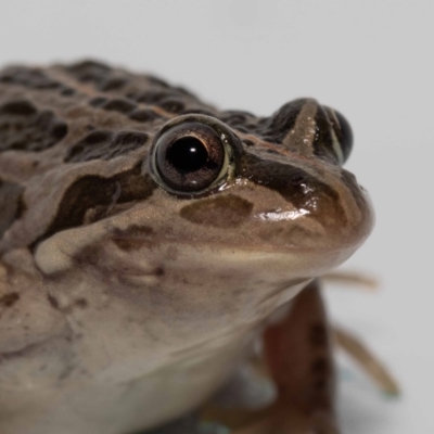 Limnodynastes tasmaniensis (Spotted Grass Frog) at QPRC LGA - 22 Oct 2022 by MarkT