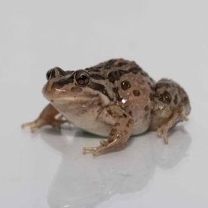 Limnodynastes tasmaniensis at Jerrabomberra, NSW - suppressed