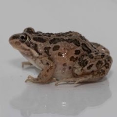 Limnodynastes tasmaniensis at Jerrabomberra, NSW - suppressed