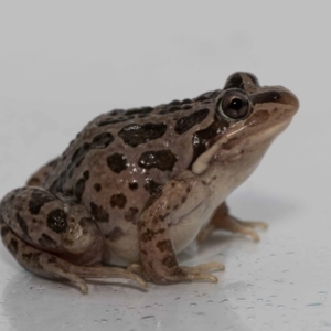 Limnodynastes tasmaniensis at Jerrabomberra, NSW - suppressed