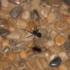 Badumna sp. (genus) (Lattice-web spider) at QPRC LGA - 22 Oct 2022 by MarkT