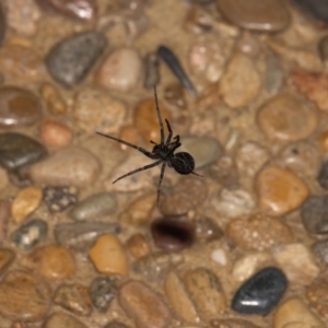 Badumna (genus) at Jerrabomberra, NSW - suppressed