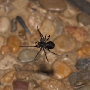 Badumna sp. (genus) at Jerrabomberra, NSW - suppressed