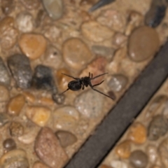 Badumna sp. (genus) at Jerrabomberra, NSW - suppressed