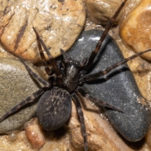 Badumna sp. (genus) at Jerrabomberra, NSW - suppressed