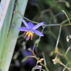 Dianella revoluta var. revoluta (Black-Anther Flax Lily) at Wodonga, VIC - 23 Oct 2022 by KylieWaldon