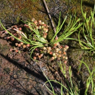 Juncus bufonius (Toad Rush) at WREN Reserves - 23 Oct 2022 by KylieWaldon