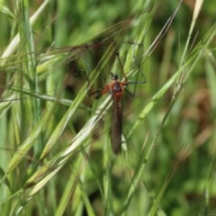 Harpobittacus australis (Hangingfly) at Wodonga, VIC - 22 Oct 2022 by KylieWaldon