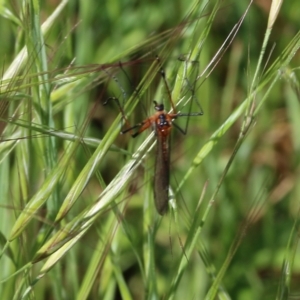 Harpobittacus australis at Wodonga, VIC - 23 Oct 2022