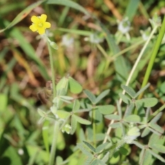 Oxalis sp. (Wood Sorrel) at Wodonga, VIC - 23 Oct 2022 by KylieWaldon